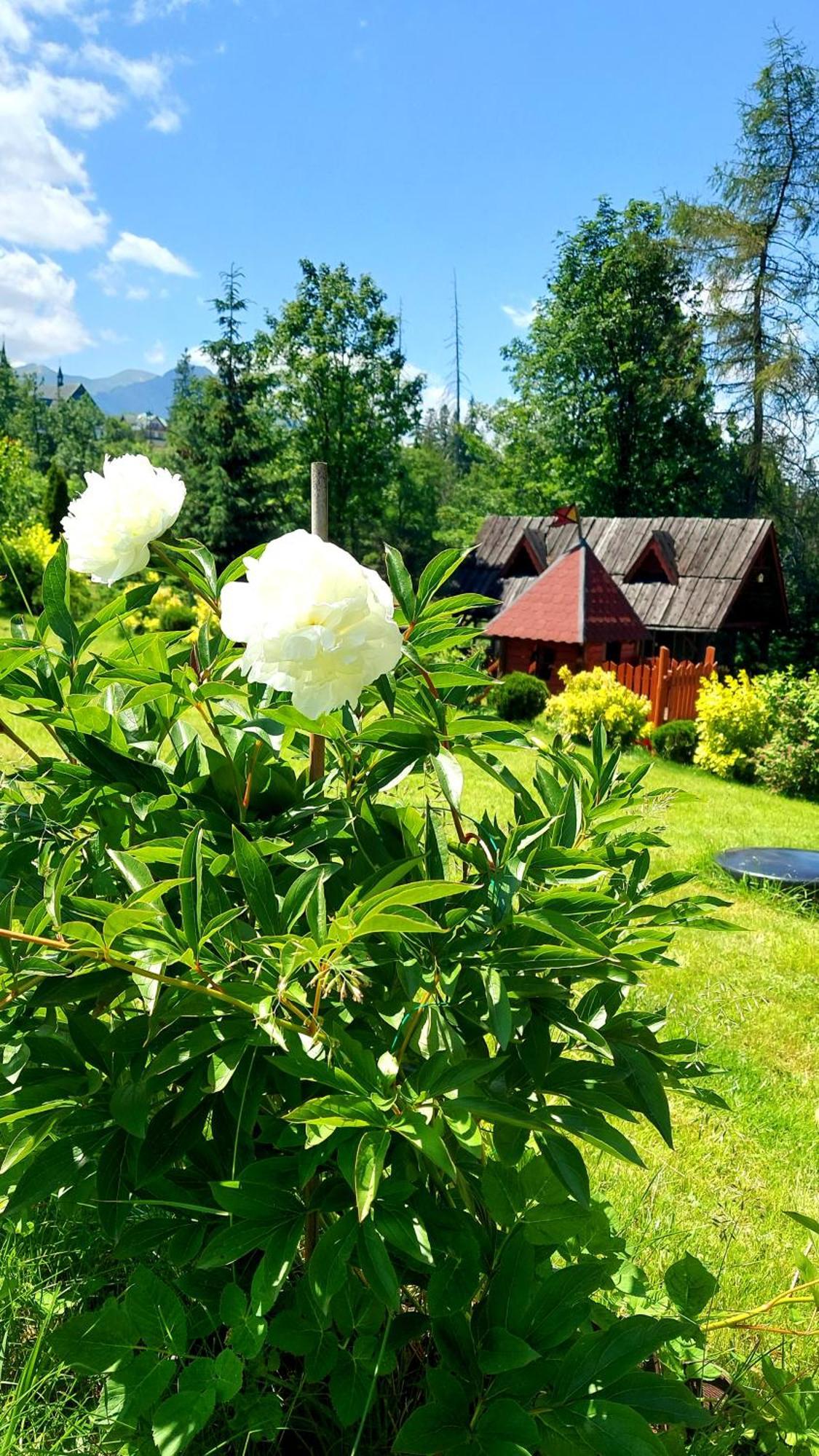 Willa Posrednia Zakopane Buitenkant foto